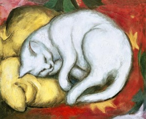 marc franz gatto su cuscino giallo